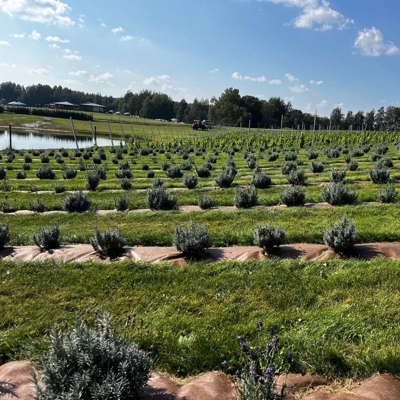 Summer Oak Valley/ Safari parkas, Anykščiai #2