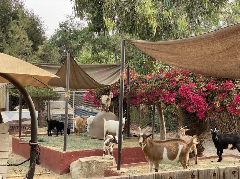 Goods and Goats Market #2