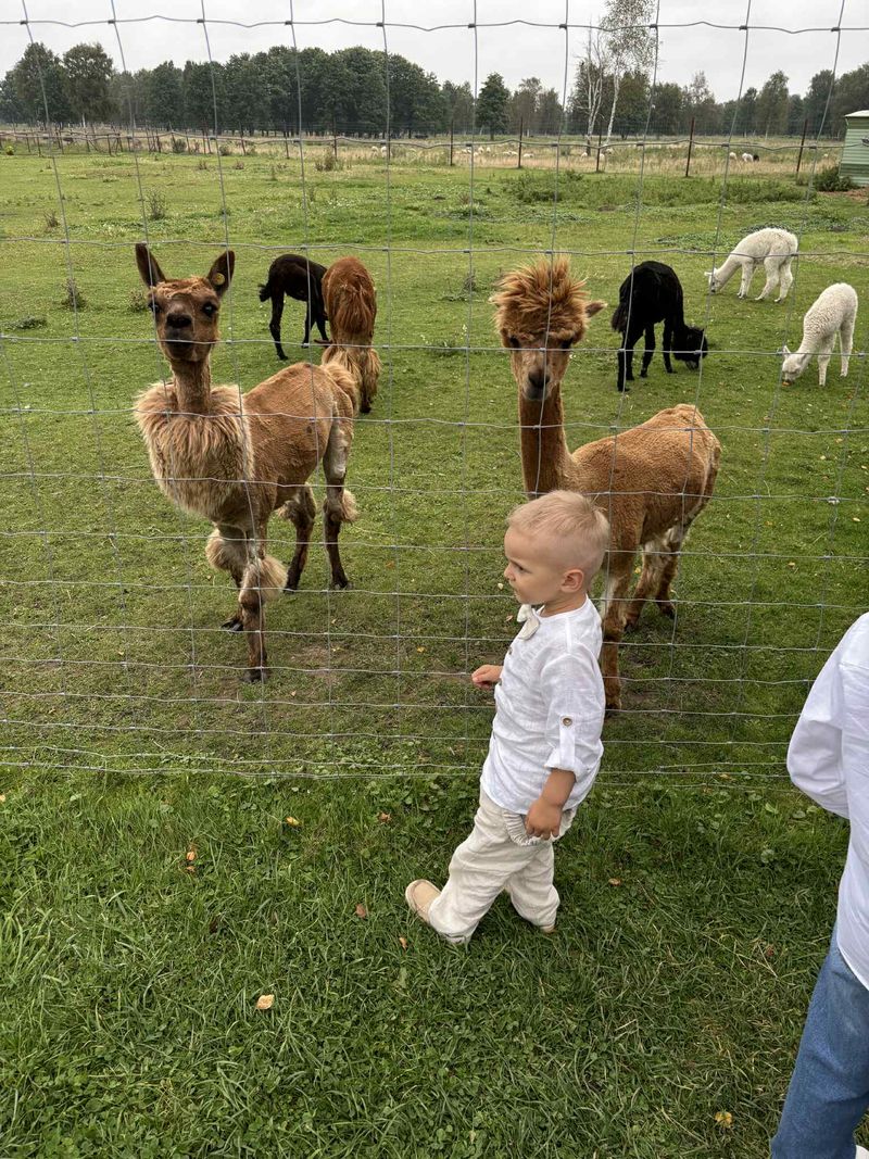 GILI restoranas Karklė #5