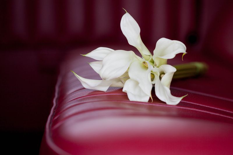 Šviesos alchemija #4